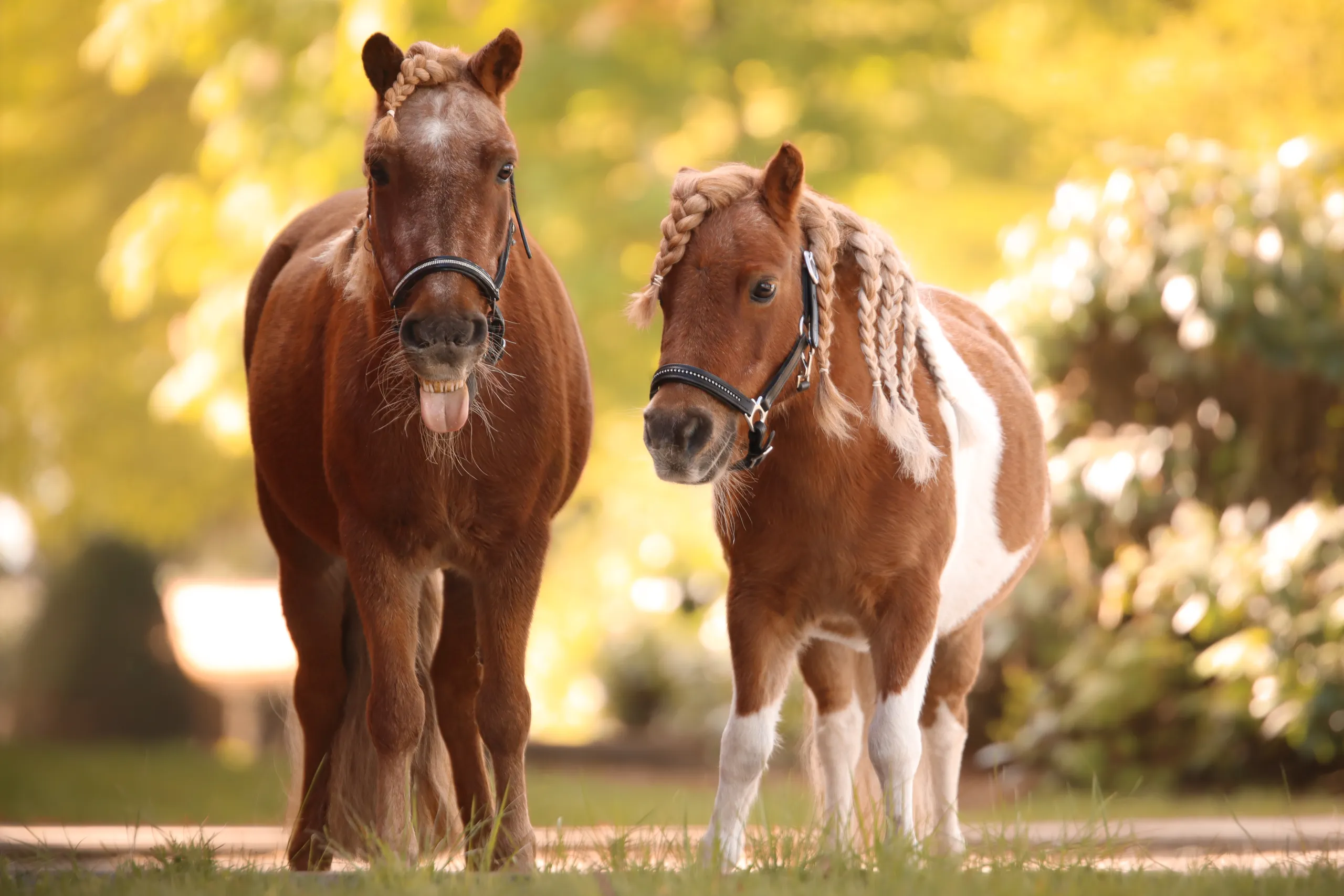 Zwei Ponys auf der Koppel im Herbst